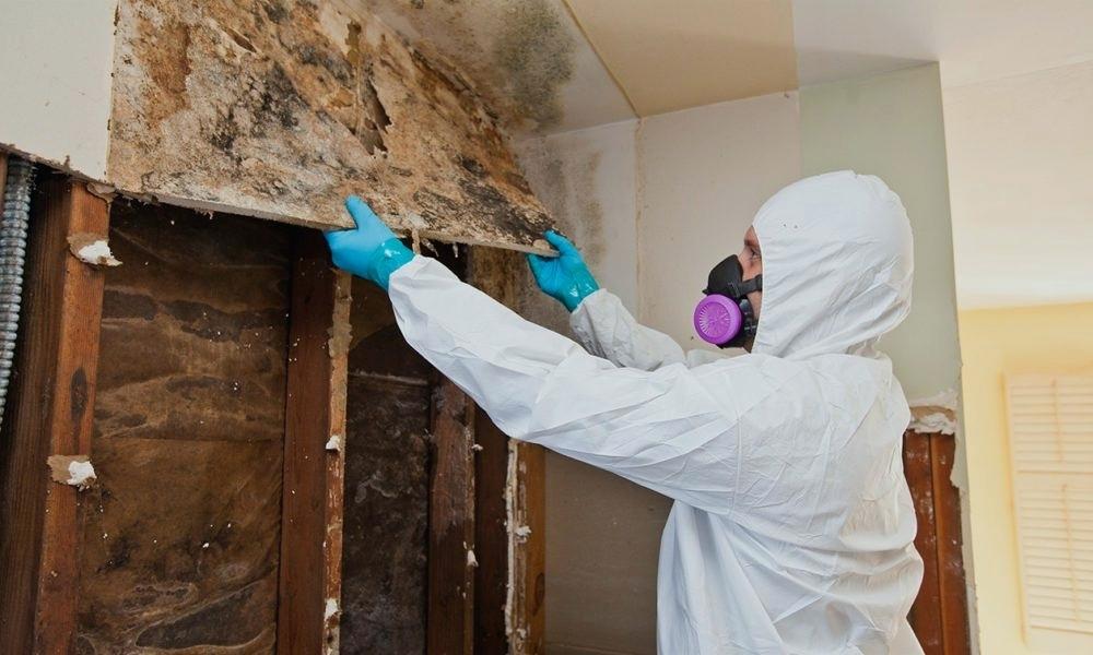 Mold Removal Step By Step