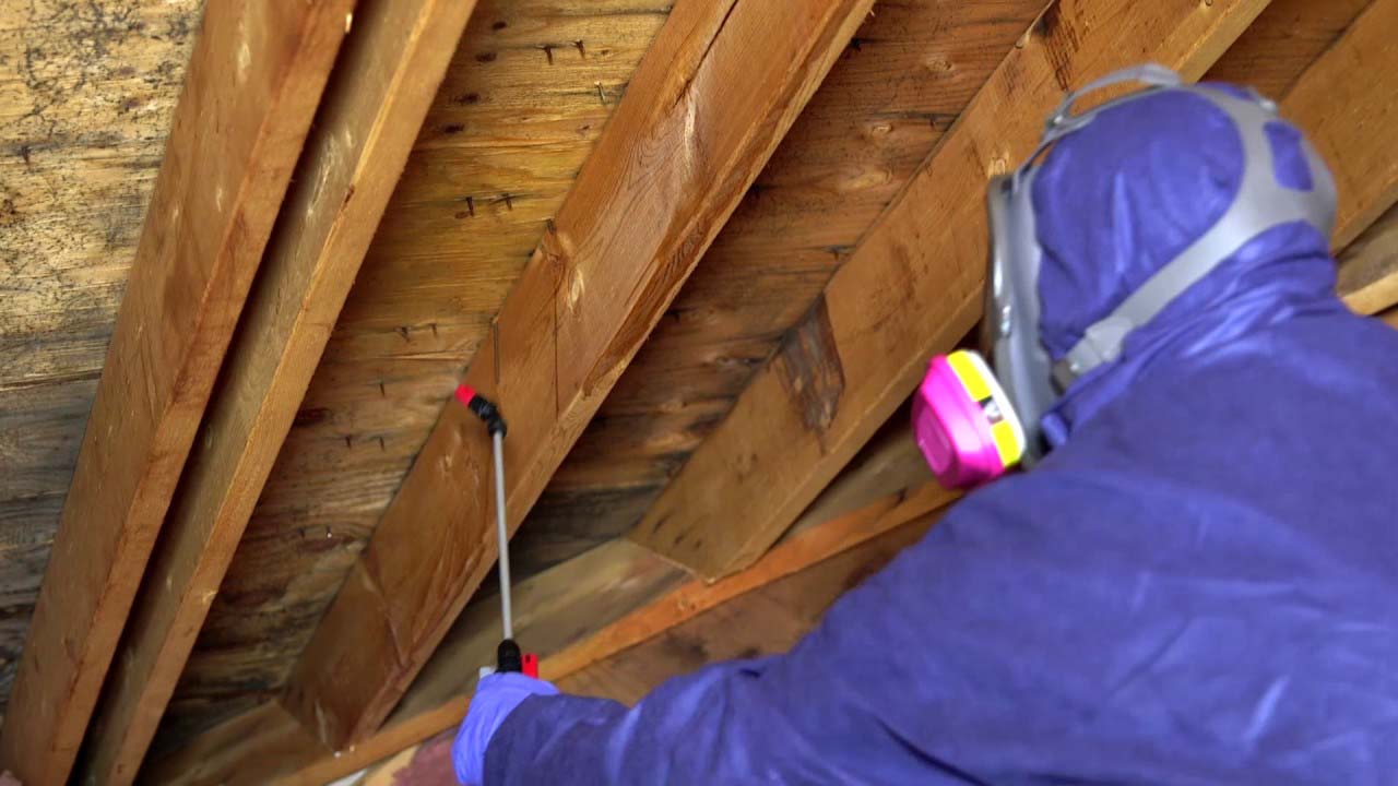 Mold: Places, Dangers, and Remediation