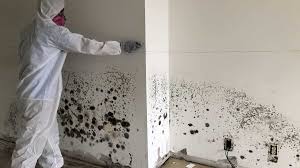 Mold Contamination Levels