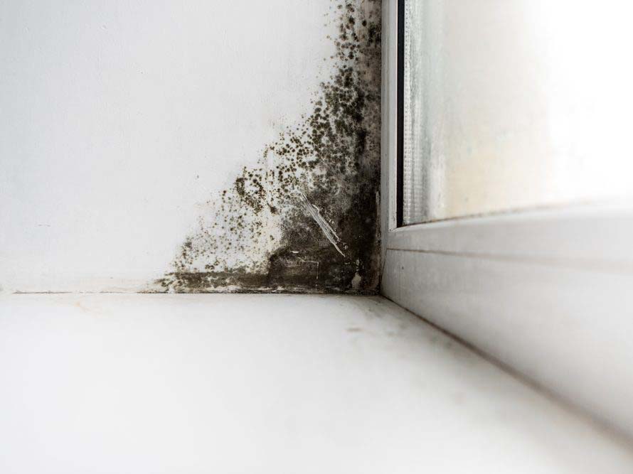 How to Remove Mold: Home or Office