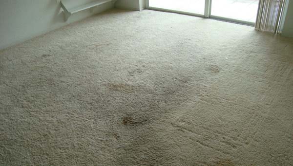 Mold on Carpet