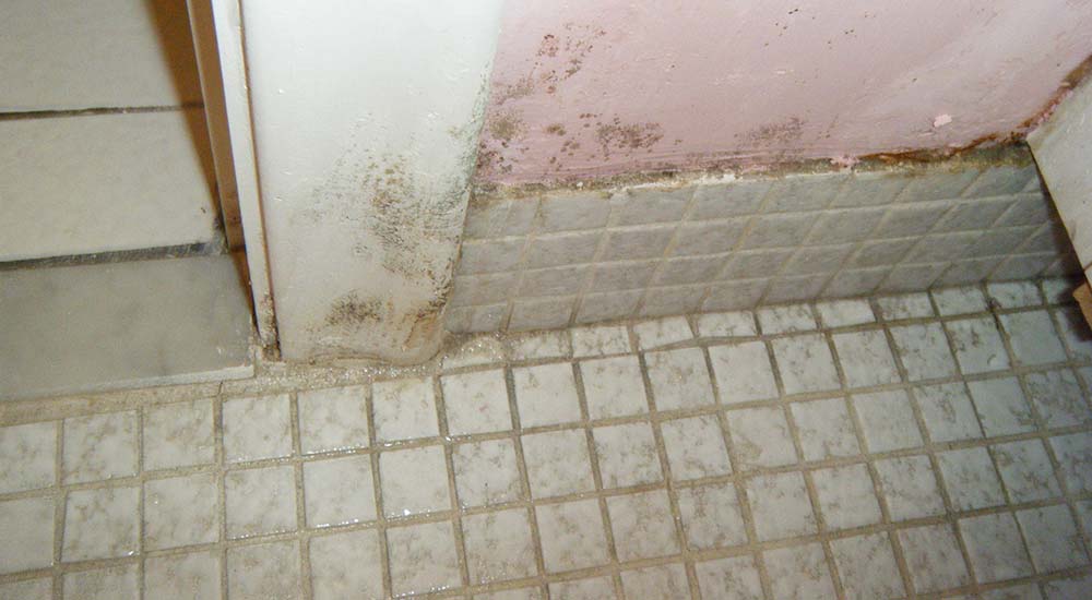 Mold in wet area