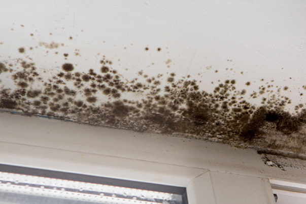 Black Fuzzy Mold