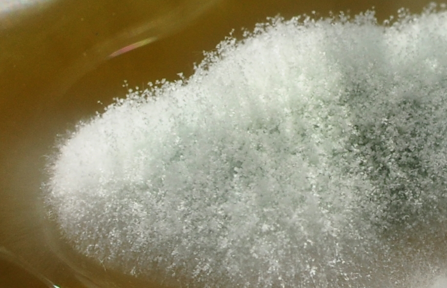 Hairy Gray Mold